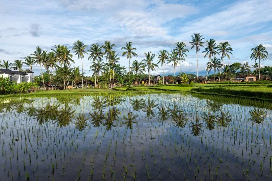 Bali Ubud Maya